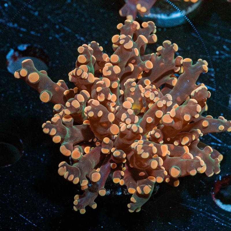 Peach Frogspawn Euphyllia