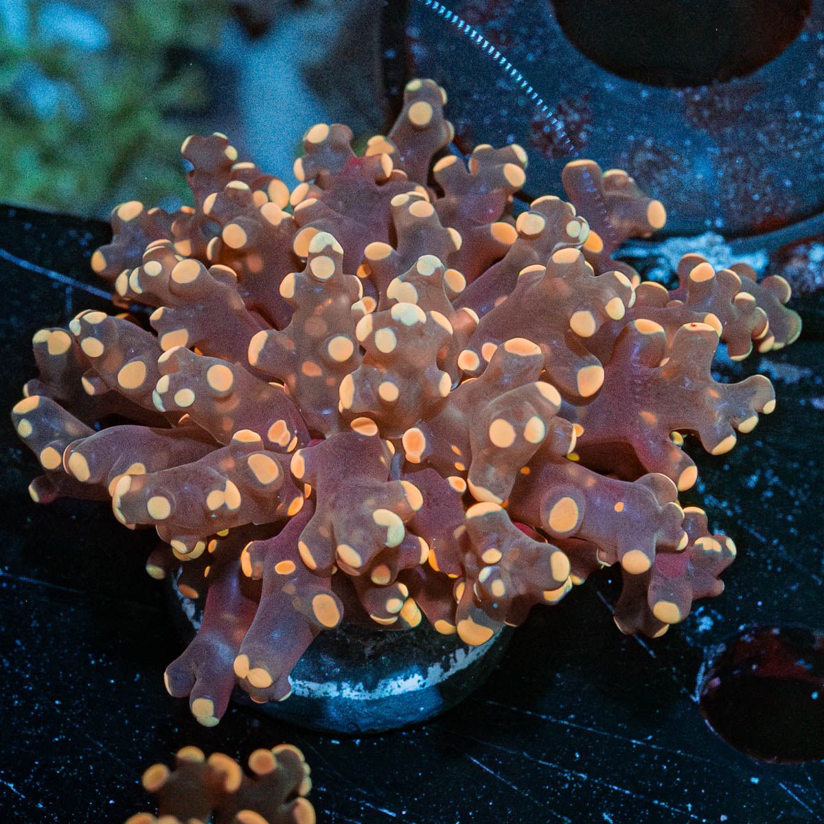 Peach Frogspawn Euphyllia - riptide aquaculture llc