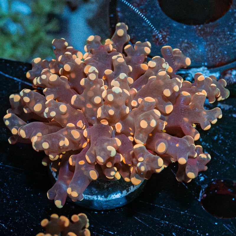 Peach Frogspawn Euphyllia