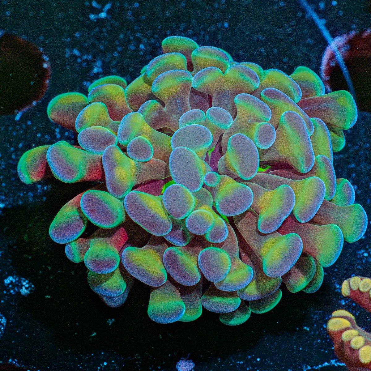 Hologram Hammer Euphyllia - riptide aquaculture llc