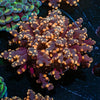 Peach Frogspawn Euphyllia - riptide aquaculture llc