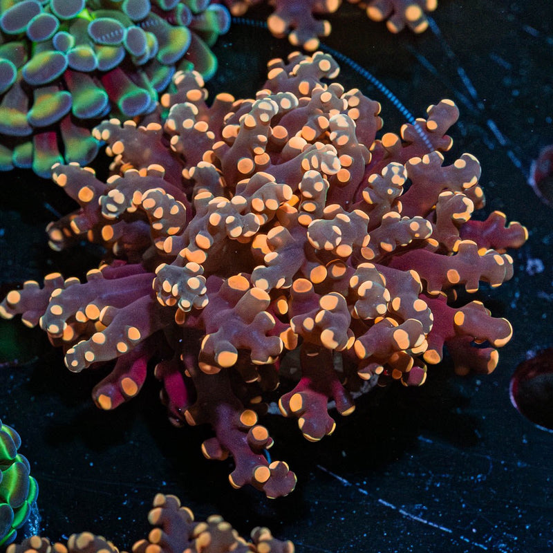 Peach Frogspawn Euphyllia