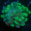 Ultra Splatter Hammer Euphyllia - riptide aquaculture llc