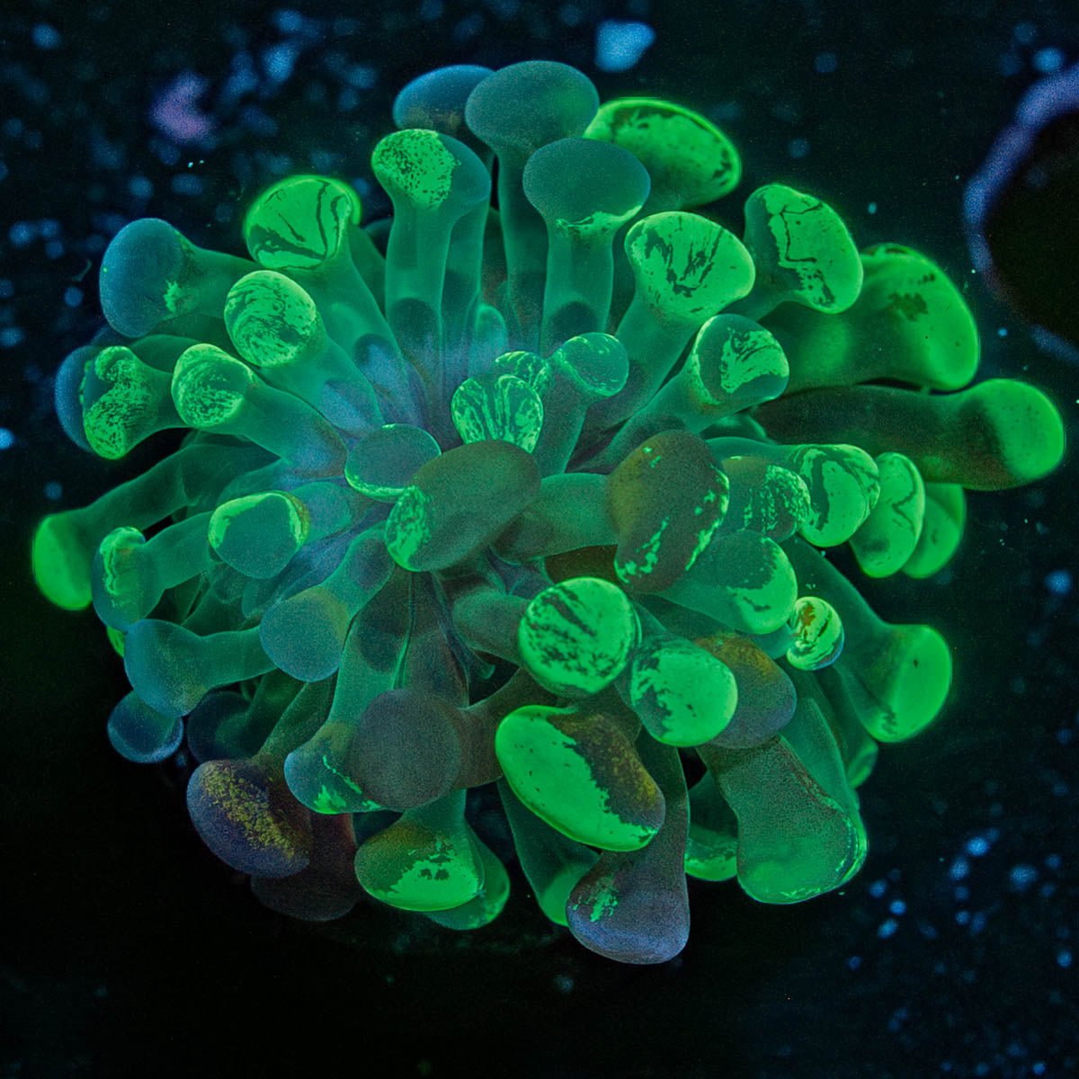 Ultra Splatter Hammer Euphyllia - riptide aquaculture llc