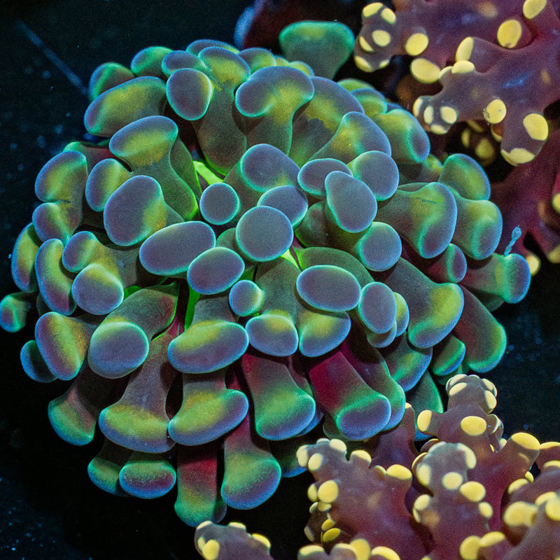 Hologram Hammer Euphyllia