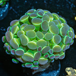 Hologram Hammer Euphyllia - riptide aquaculture llc