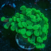 Ultra Splatter Hammer Euphyllia - riptide aquaculture llc