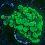 Ultra Splatter Hammer Euphyllia - riptide aquaculture llc