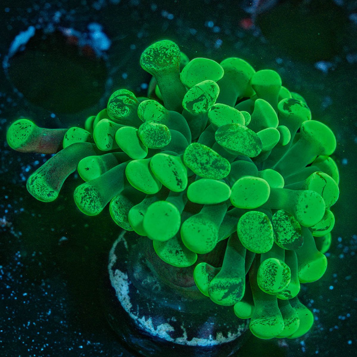 Ultra Splatter Hammer Euphyllia - riptide aquaculture llc