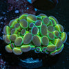 Hologram Hammer Euphyllia - riptide aquaculture llc