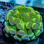 Hologram Hammer Euphyllia - riptide aquaculture llc
