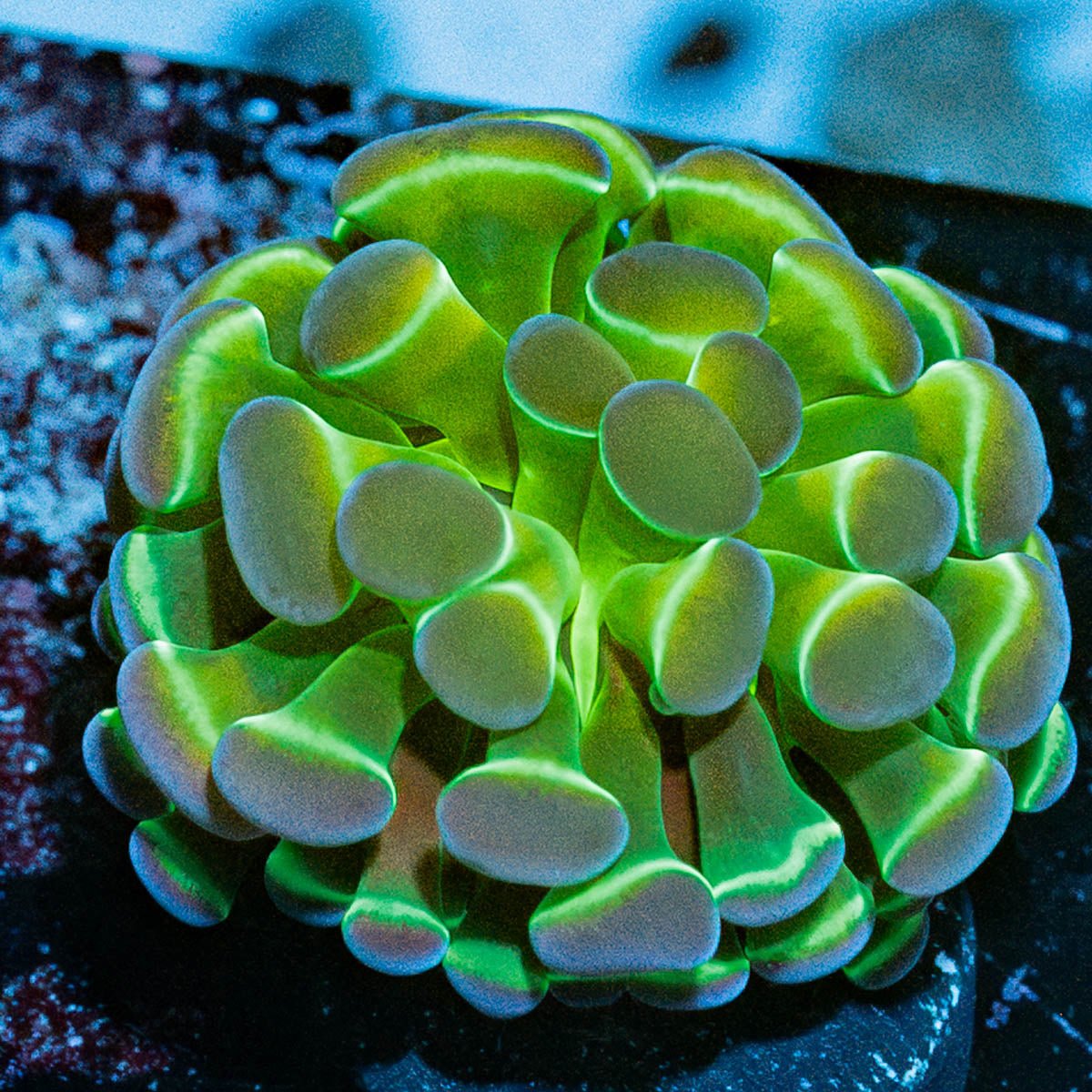 Hologram Hammer Euphyllia - riptide aquaculture llc