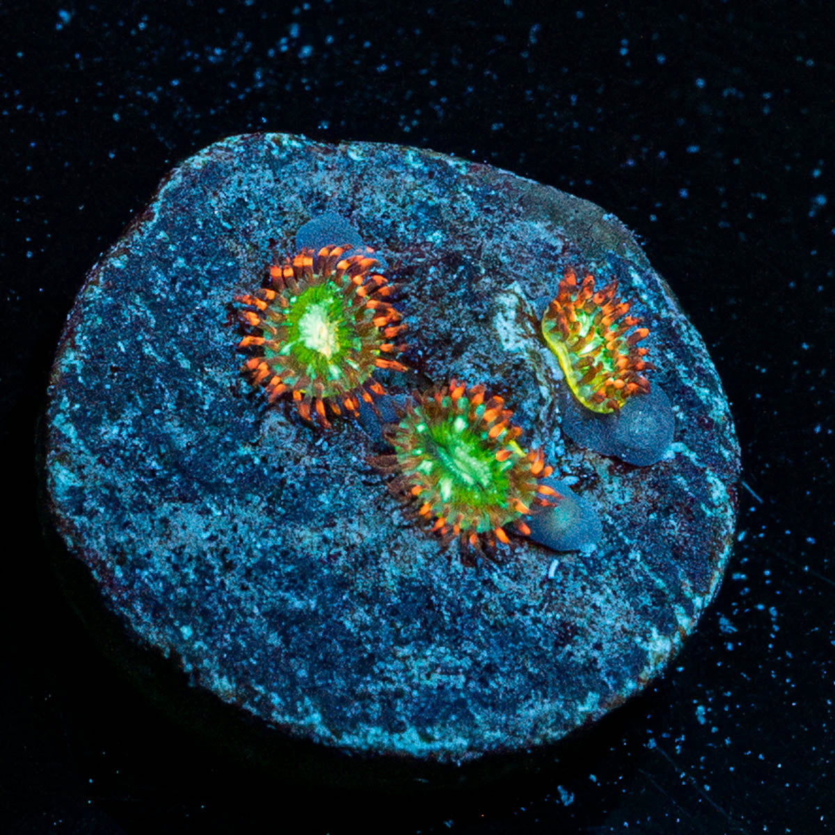 WWC Viridian Zoanthid