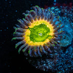 Tinker Bells Zoanthid - riptide aquaculture llc