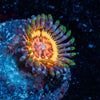 Valkyrie Zoanthid - riptide aquaculture llc