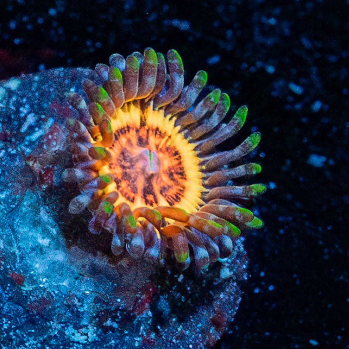 Valkyrie Zoanthid - riptide aquaculture llc