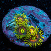 Kamikaze Zoanthid - riptide aquaculture llc