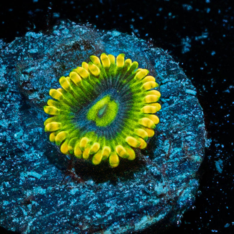 Rainbow Yoda Zoanthid