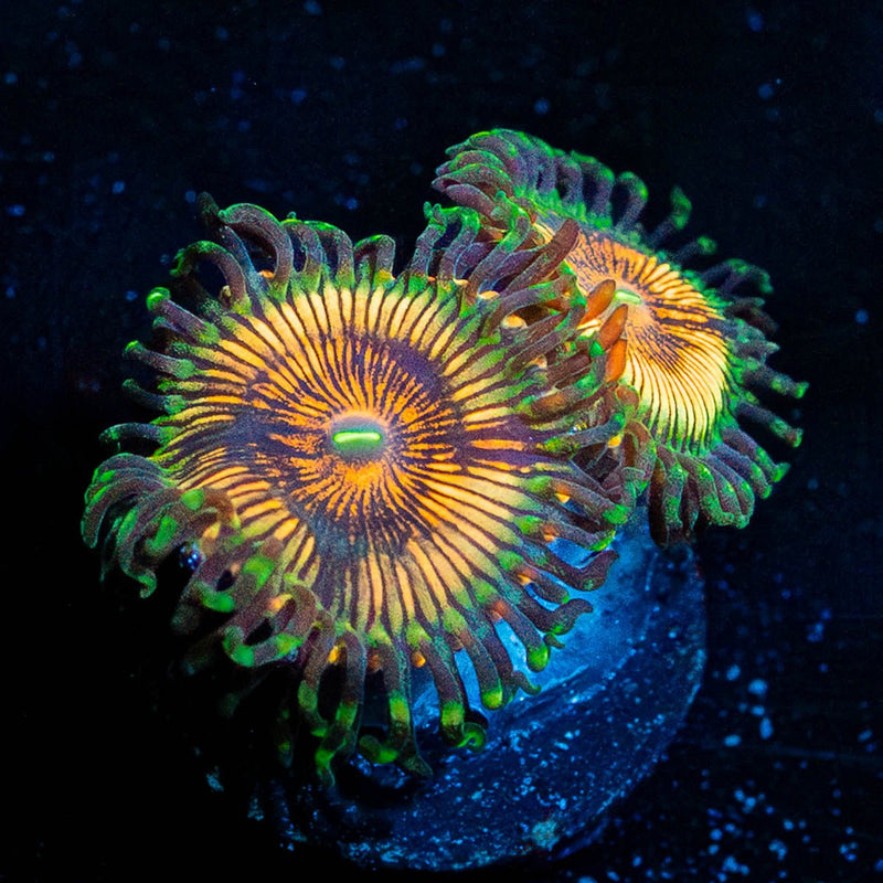 Desert Storm Zoanthid