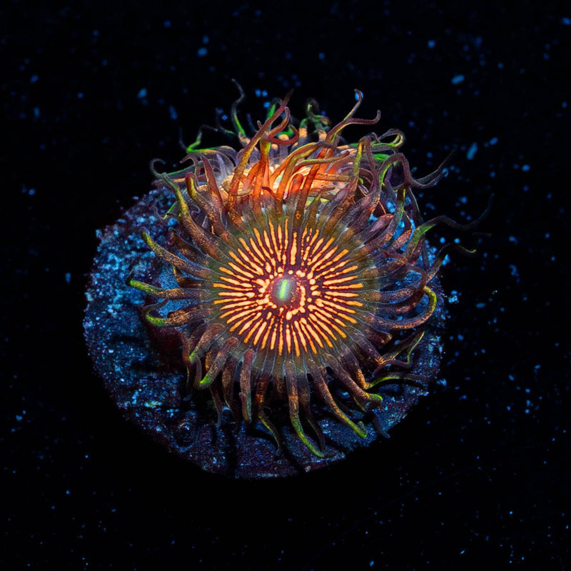 Aztec Warrior Zoanthid