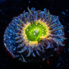 Tinker Bells Zoanthid - riptide aquaculture llc