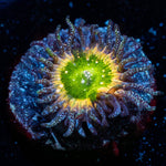 Tinker Bells Zoanthid - riptide aquaculture llc