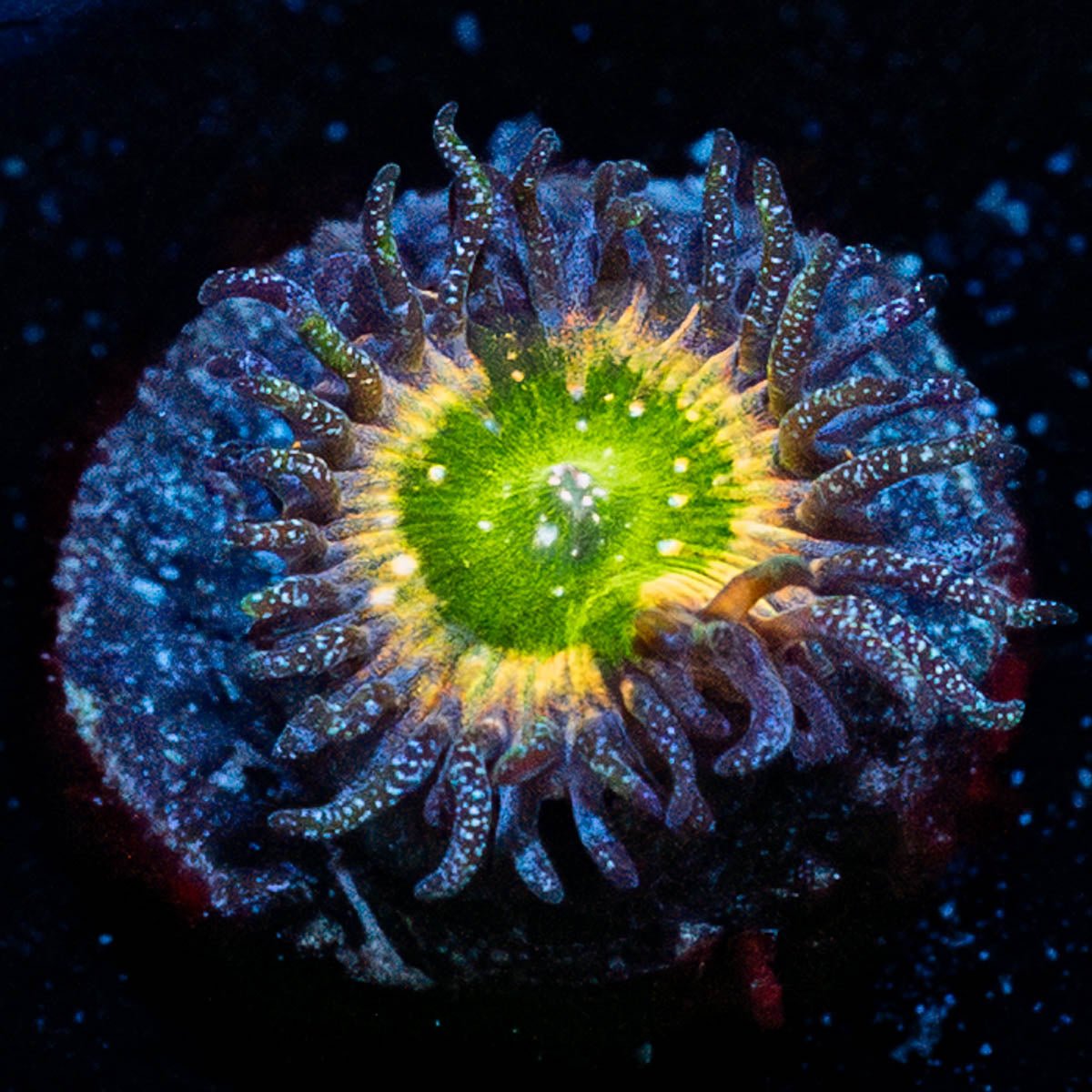 Tinker Bells Zoanthid - riptide aquaculture llc