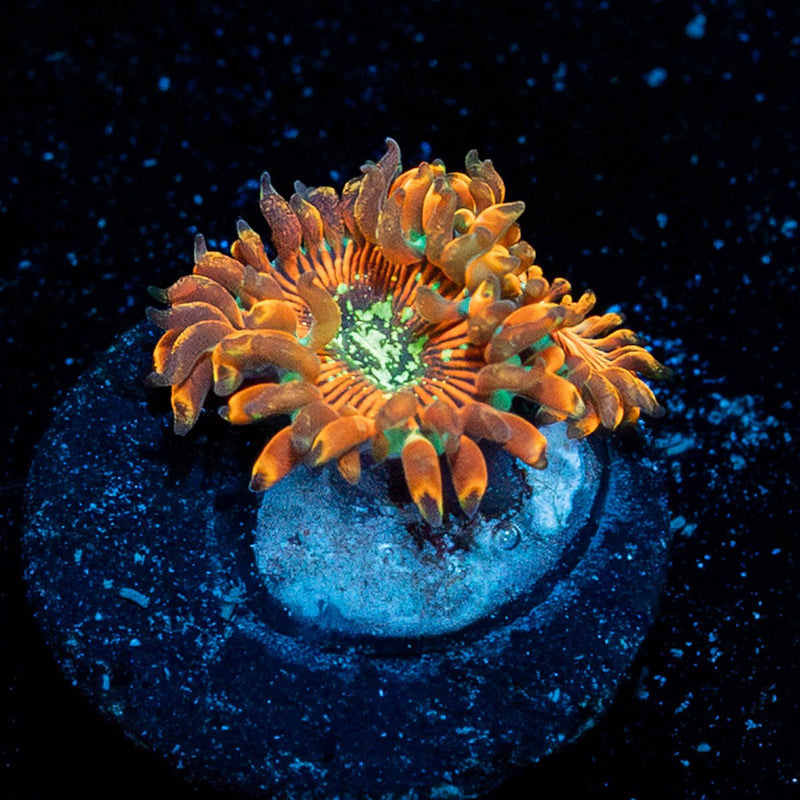 Magician Zoanthid