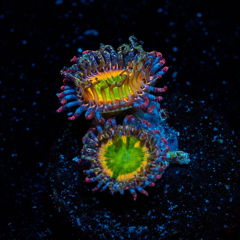 Tinker Bells Zoanthid