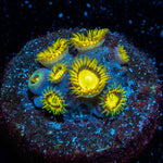 King Midas Zoanthid