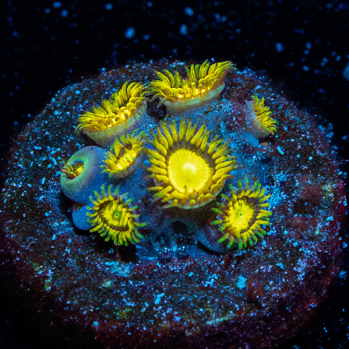 King Midas Zoanthid