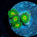 Ultra Rastas Zoanthid - riptide aquaculture llc