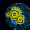 LA Lakers Zoanthid - riptide aquaculture llc
