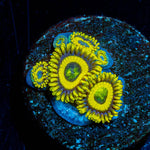 LA Lakers Zoanthid - riptide aquaculture llc