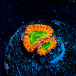 Electric Oompa Loompa Zoanthid