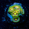Laser Lemon Zoanthid - riptide aquaculture llc