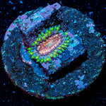 Space Jam Zoanthid - riptide aquaculture llc