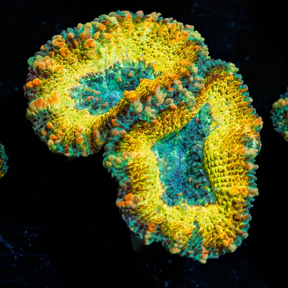 Thunder Shock Acan - riptide aquaculture llc