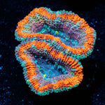 Eclipse Acan - riptide aquaculture llc