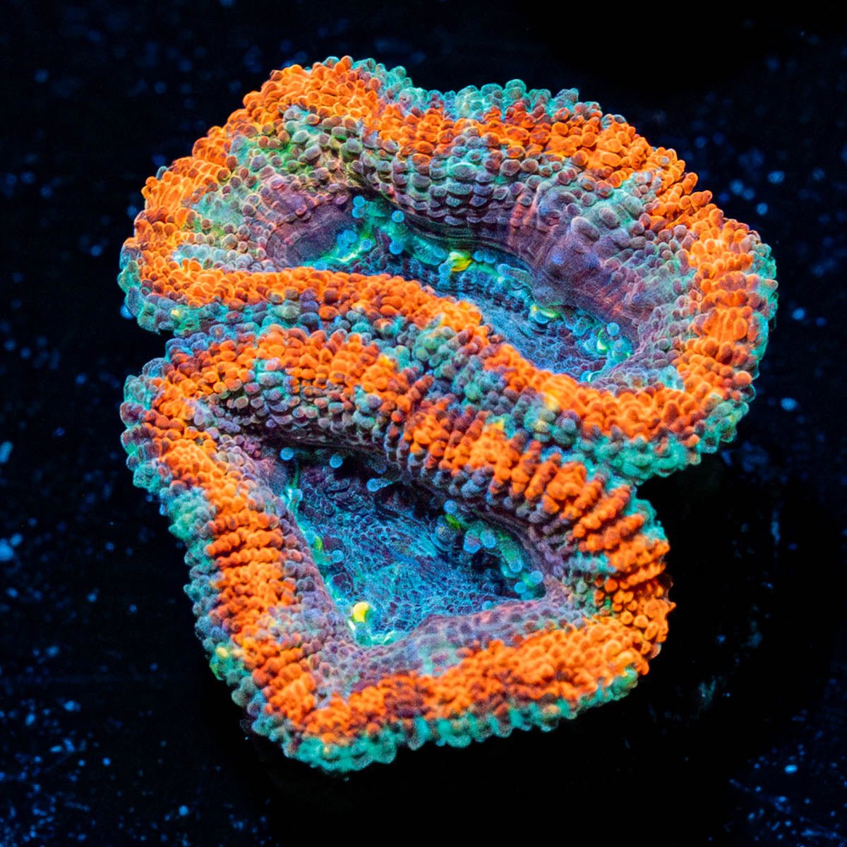 Eclipse Acan - riptide aquaculture llc