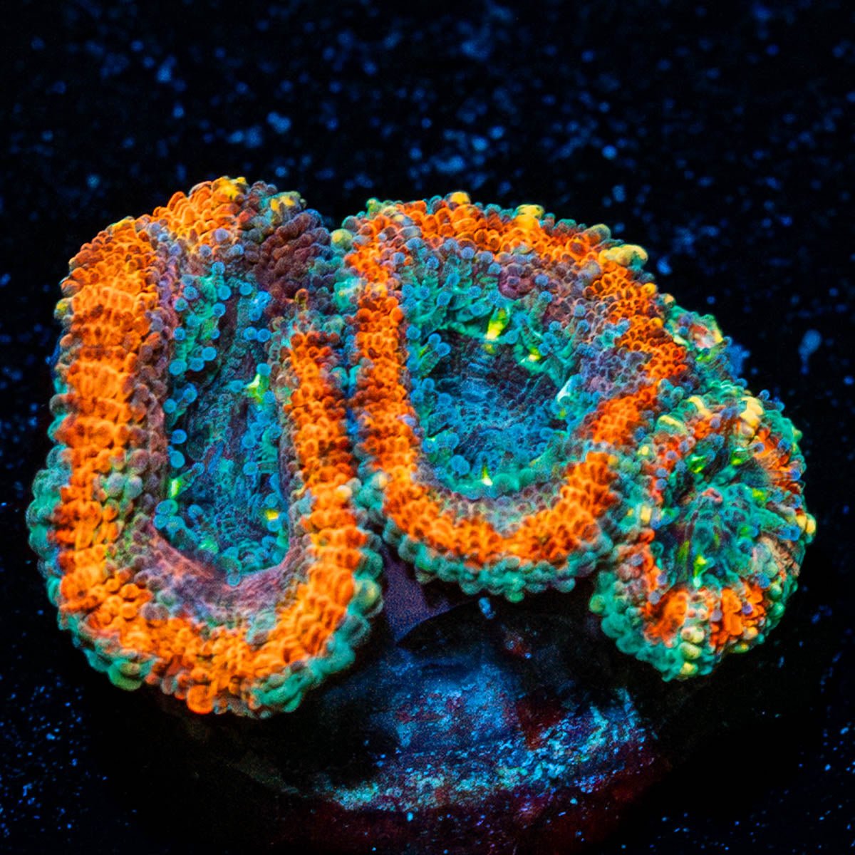 Eclipse Acan - riptide aquaculture llc