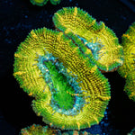 Thors Hammer Acan / Micromussa - riptide aquaculture llc