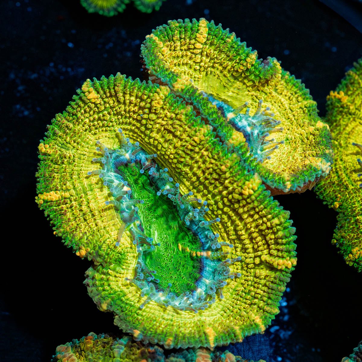 Thors Hammer Acan / Micromussa - riptide aquaculture llc