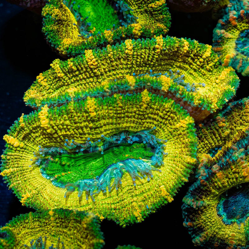 Thors Hammer Acan / Micromussa