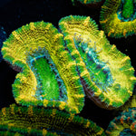 Thors Hammer Acan / Micromussa - riptide aquaculture llc