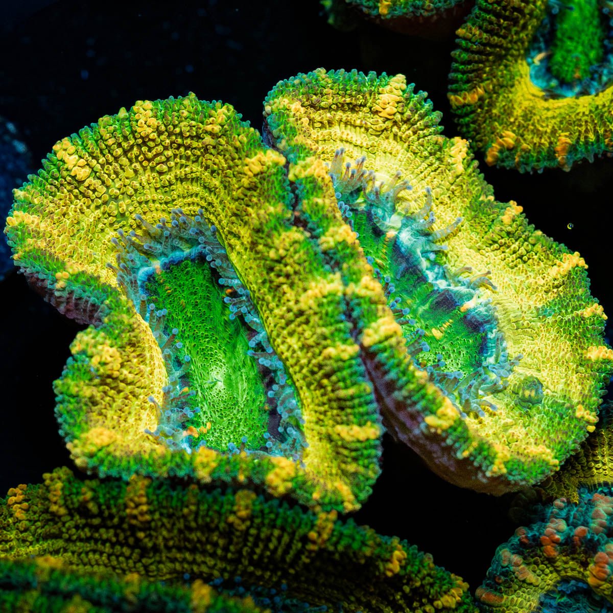 Thors Hammer Acan / Micromussa - riptide aquaculture llc