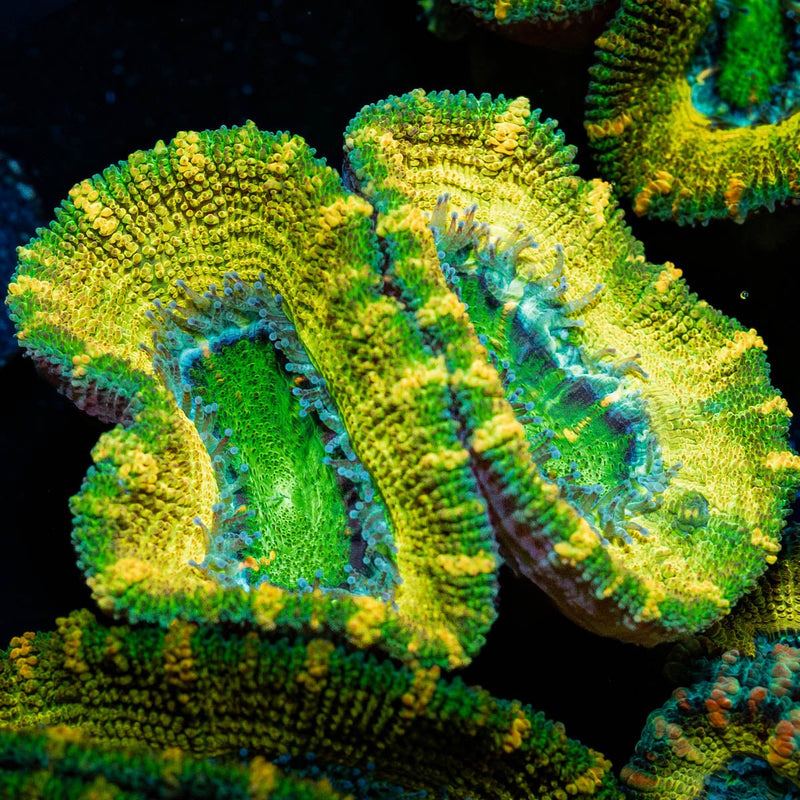 Thors Hammer Acan / Micromussa