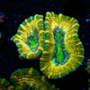 Thors Hammer Acan / Micromussa 