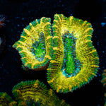 Thors Hammer Acan / Micromussa 