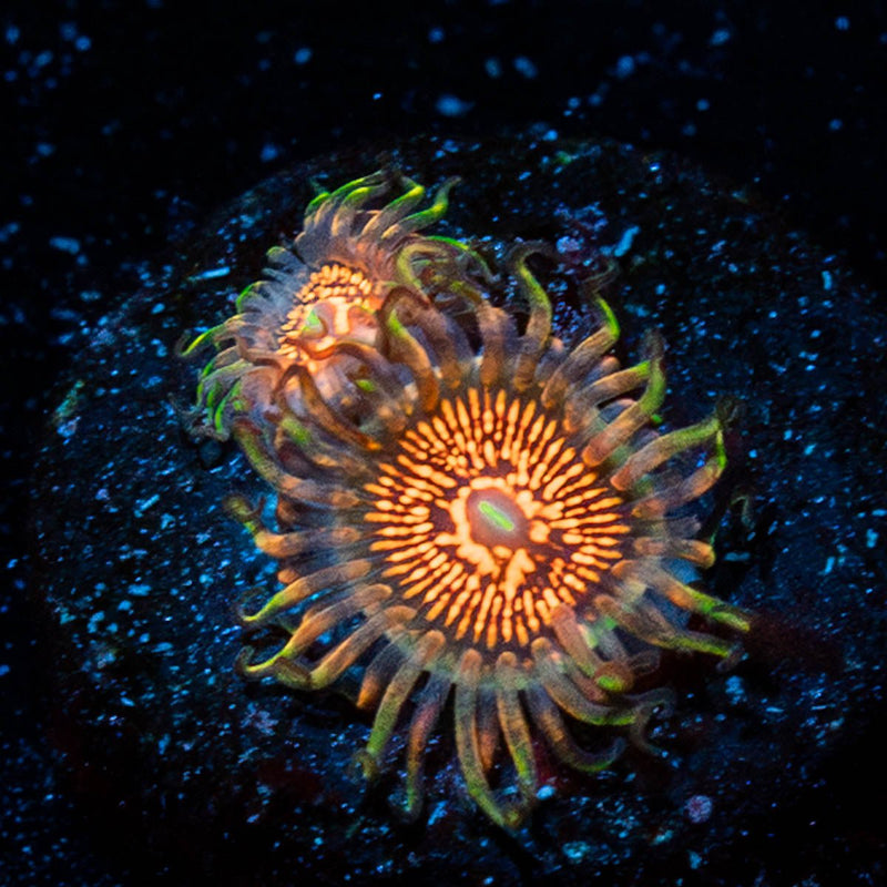 Aztec Warrior Zoanthid